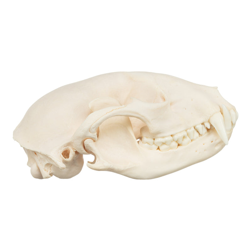 Real Raccoon Skull