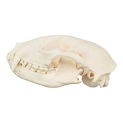 Real Raccoon Skull