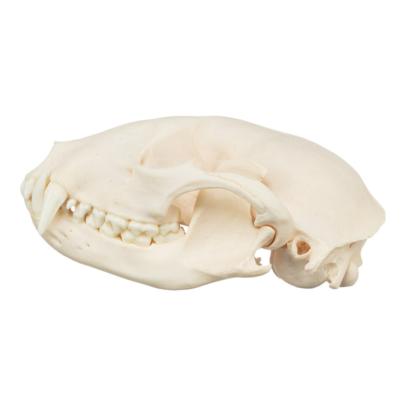 Real Raccoon Skull