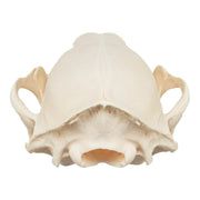Real Raccoon Skull