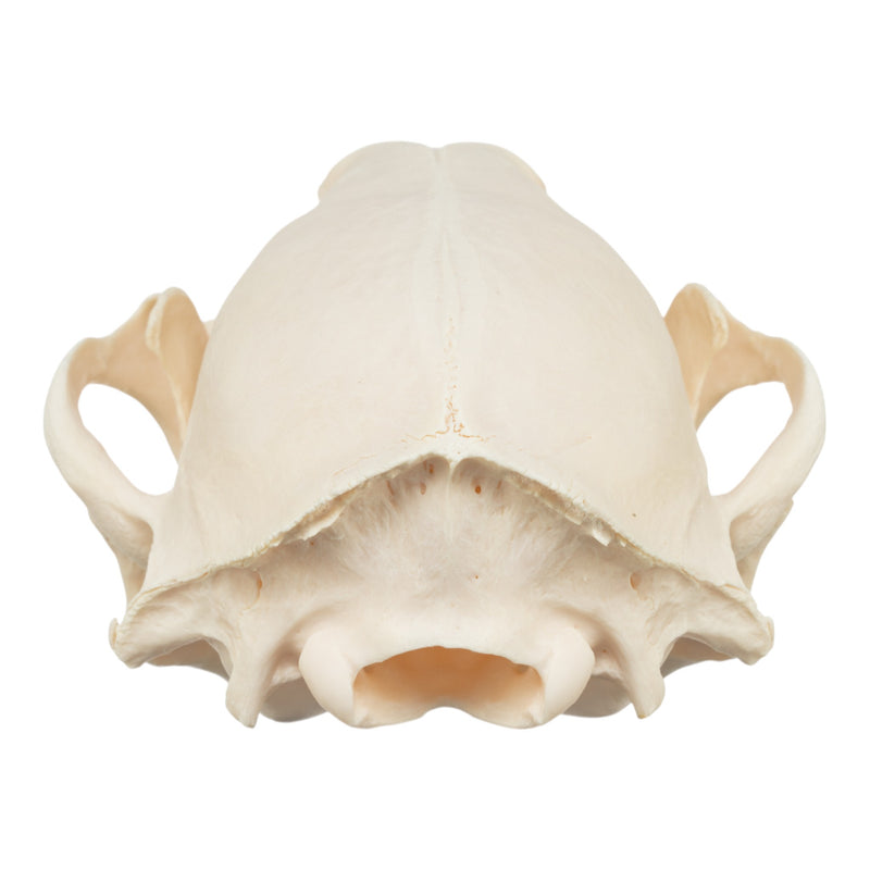 Real Raccoon Skull