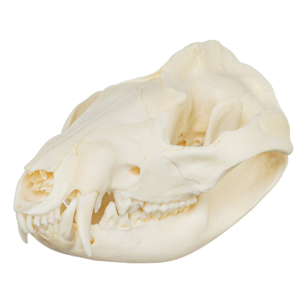 Real American Opossum Skull