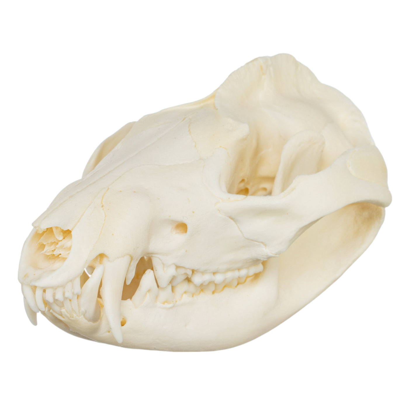 skull