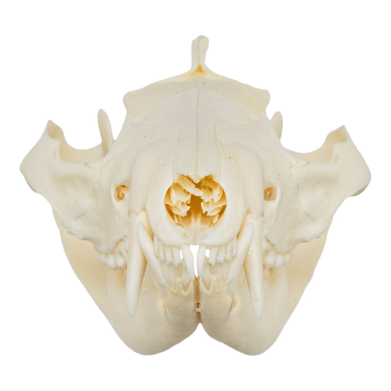 Real American Opossum Skull