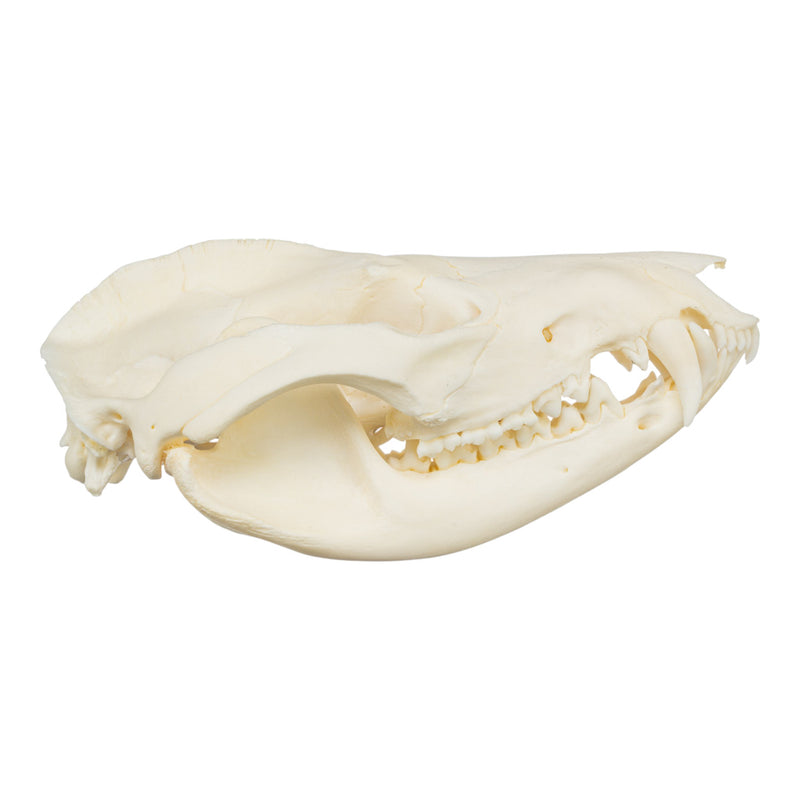 Real American Opossum Skull