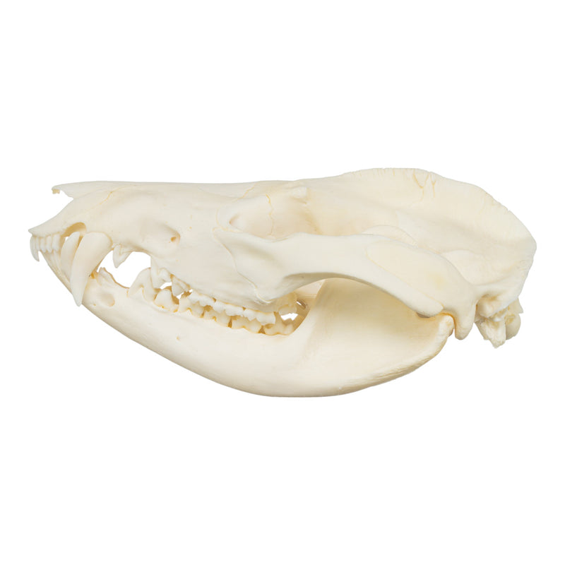 Real American Opossum Skull