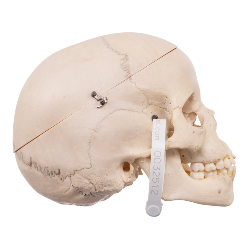 Real Child Human Skull With Case