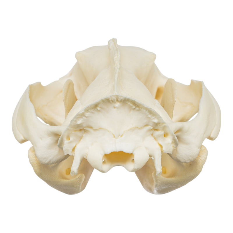 Real American Opossum Skull