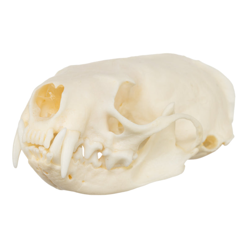 Real American Mink Skull