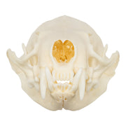 Real American Mink Skull