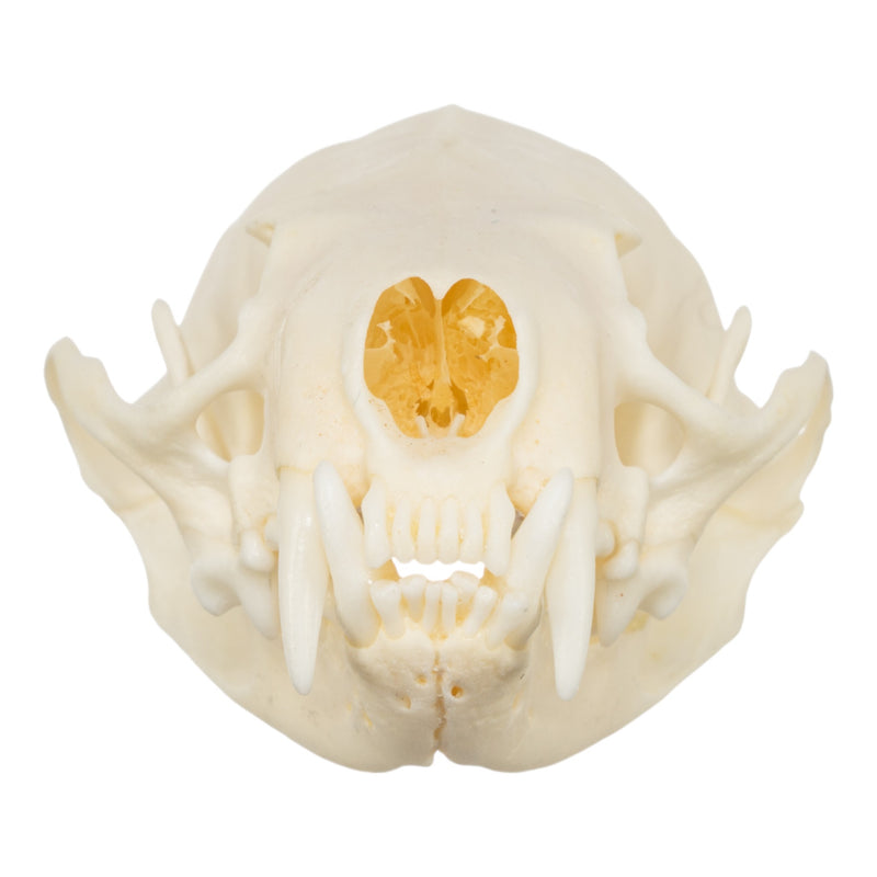 Real American Mink Skull