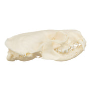 Real American Mink Skull