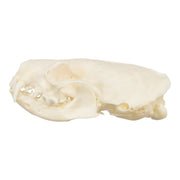Real American Mink Skull