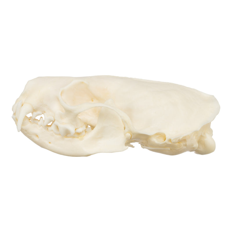 Real American Mink Skull