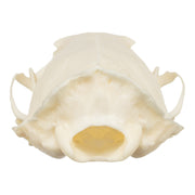 Real American Mink Skull