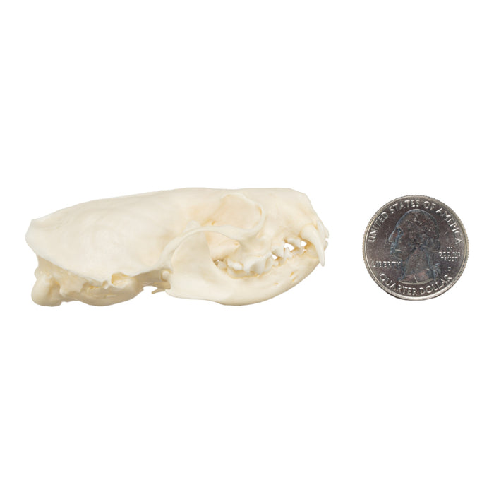 Real American Mink Skull
