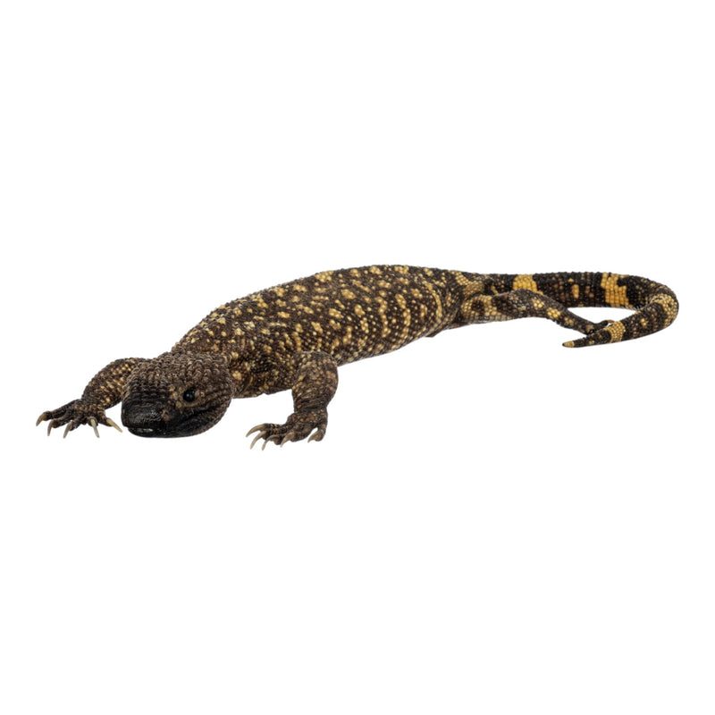 Real Preserved Mexican Beaded Lizard