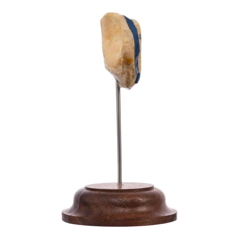 Real Human Patella - On Stand