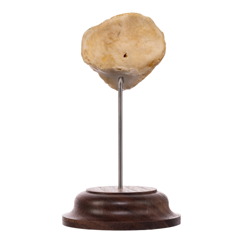Real Human Patella - On Stand