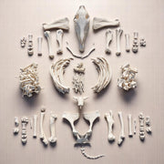 Real Horse Skeleton - Disarticulated