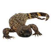 Real Preserved Mexican Beaded Lizard