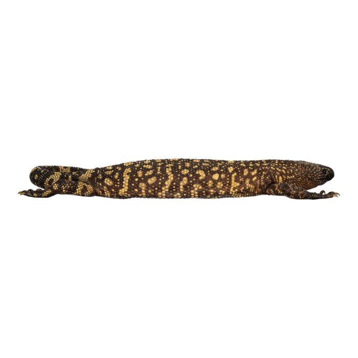 Real Preserved Mexican Beaded Lizard