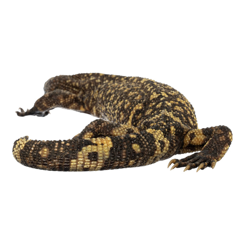 Real Preserved Mexican Beaded Lizard