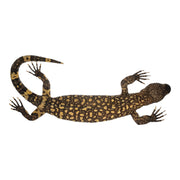 Real Preserved Mexican Beaded Lizard