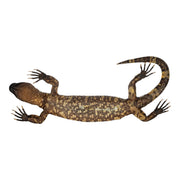 Real Preserved Mexican Beaded Lizard