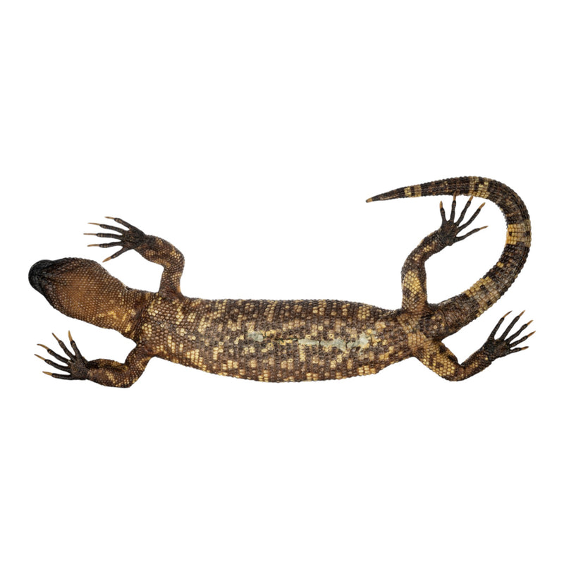 Real Preserved Mexican Beaded Lizard
