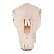 Real Horse Skeleton - Disarticulated