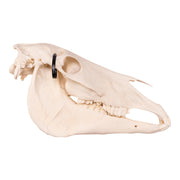 Real Horse Skeleton - Disarticulated