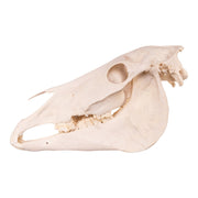 Real Horse Skeleton - Disarticulated