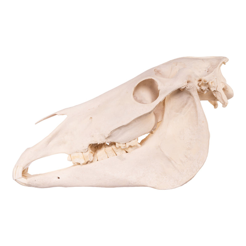 Real Horse Skeleton - Disarticulated