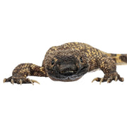 Real Preserved Mexican Beaded Lizard