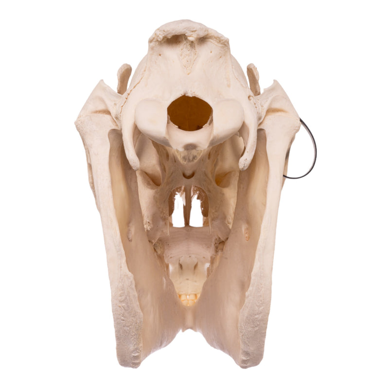 Real Horse Skeleton - Disarticulated