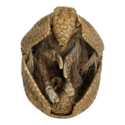 Real Preserved Three-banded Armadillo
