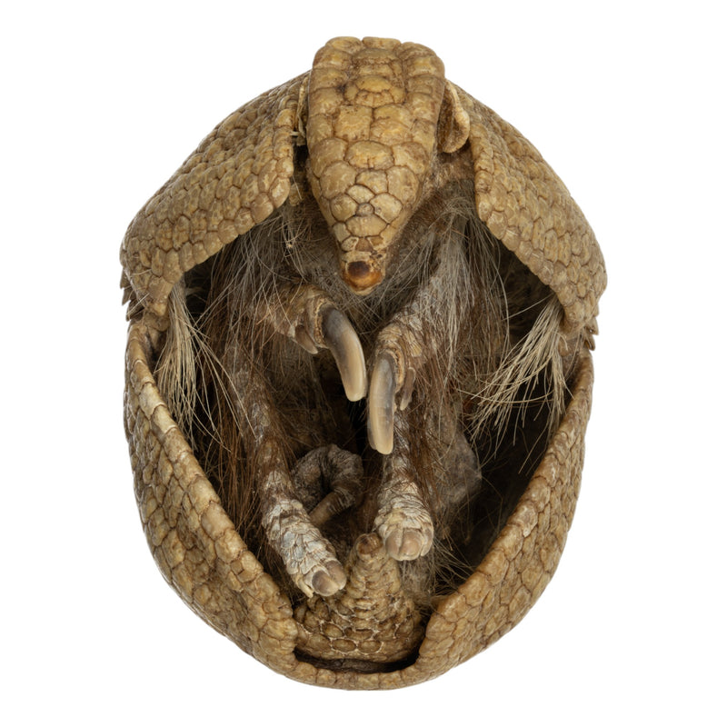 Real Preserved Three-banded Armadillo