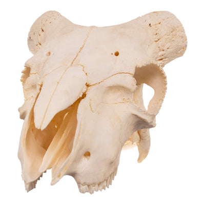 Real Domestic Ram Skull