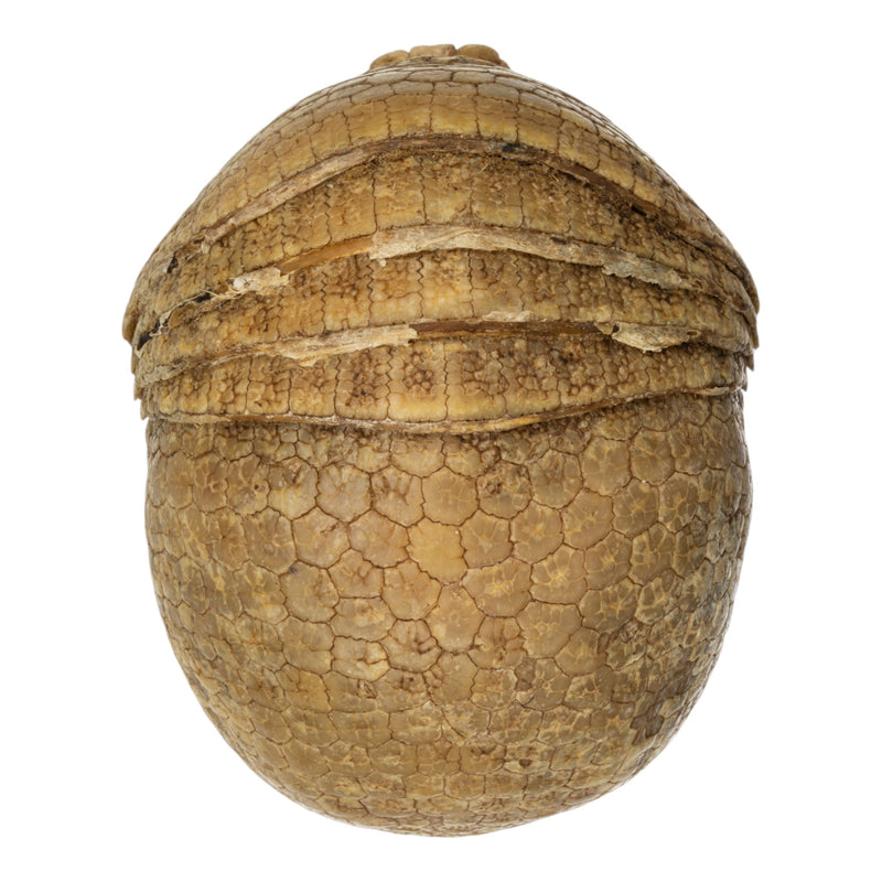 Real Preserved Three-banded Armadillo
