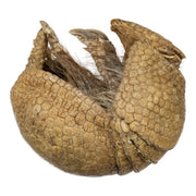 Real Preserved Three-banded Armadillo