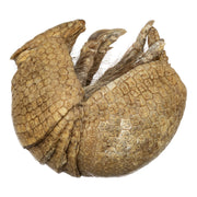 Real Preserved Three-banded Armadillo