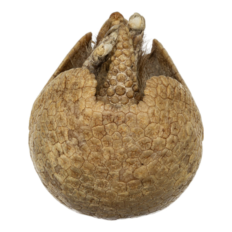 Real Preserved Three-banded Armadillo