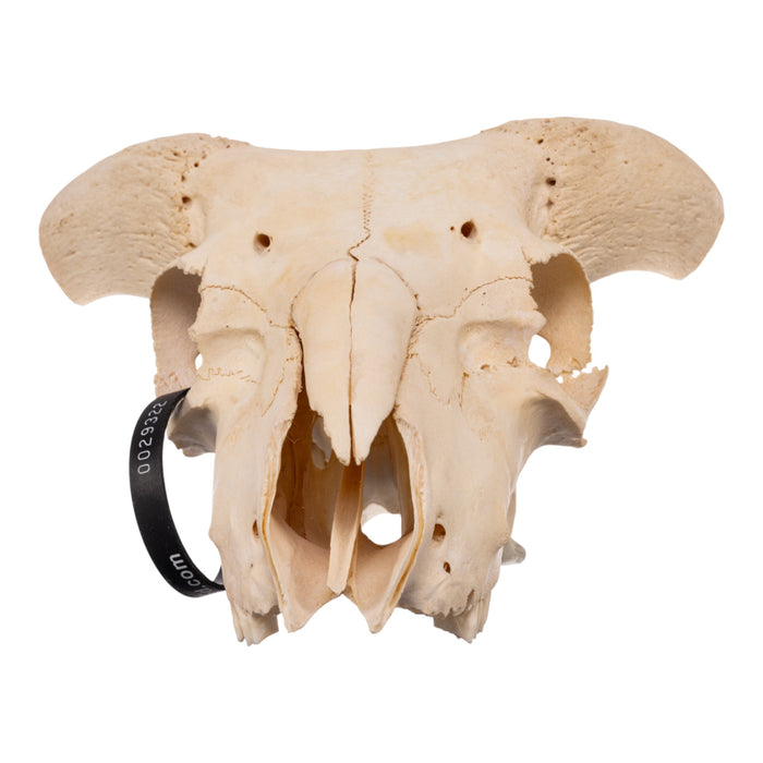 Real Domestic Goat Skull