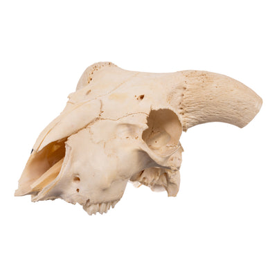 Real Domestic Goat Skull