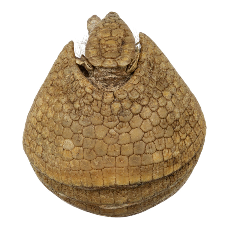 Real Preserved Three-banded Armadillo