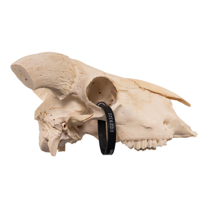 Real Domestic Goat Skull