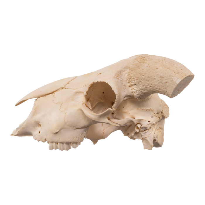 Real Domestic Goat Skull