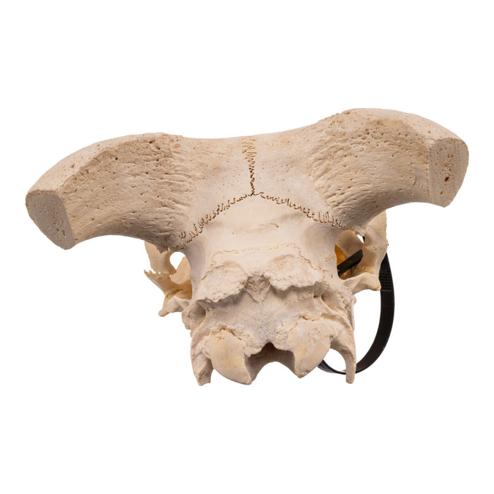 Real Domestic Goat Skull