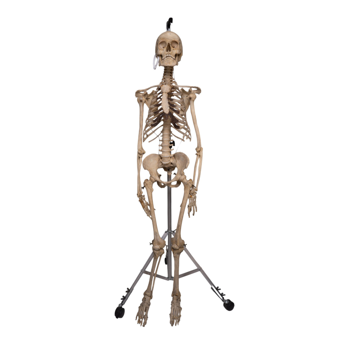 Real Human Articulated Skeleton For Sale — Skulls Unlimited International, Inc.